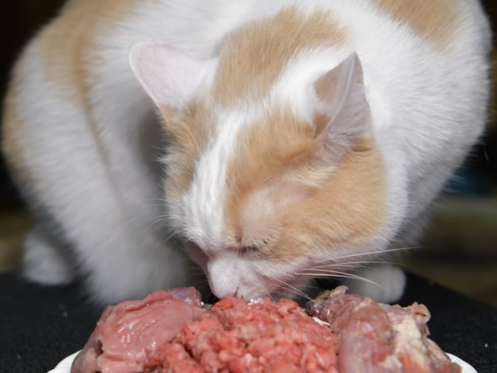 Homemade Raw Food: The SNAC Diet
